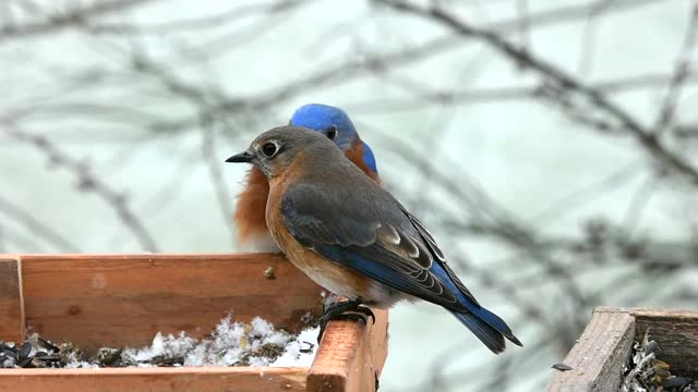 东部蓝鸟在一个鸟喂食器在下雪视频素材