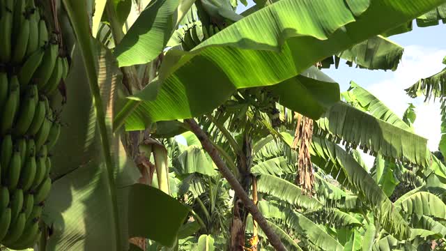 成捆的未成熟的新鲜香蕉生长在香蕉树上视频下载