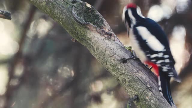 大斑点啄木鸟在树上，特写视频素材