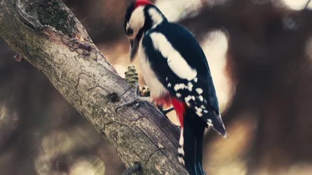 大斑点啄木鸟在树上，特写视频素材
