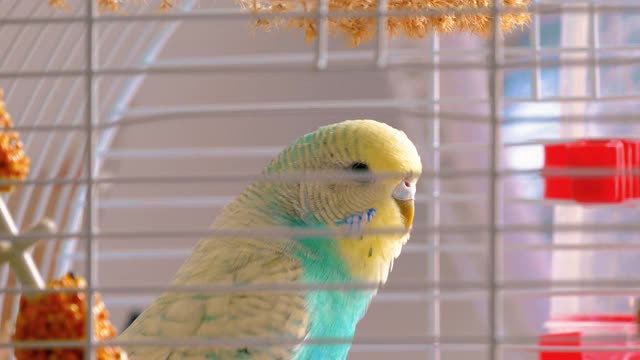 笼子里的虎皮鹦鹉视频素材