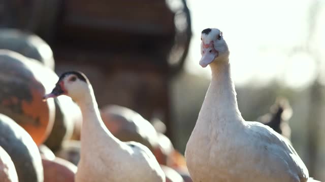 在开阔的农场院子里散步和喂食的白鹅。视频下载