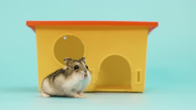 一个小有趣的微型jungar仓鼠坐在小黄色塑料老鼠屋的特写。家里毛茸茸的、可爱的准噶尔鼠。视频素材