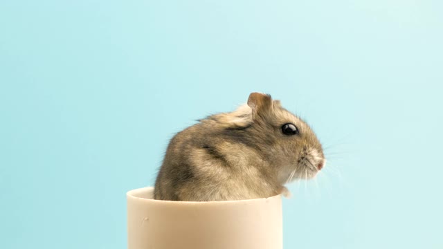 一个小有趣的微型jungar仓鼠的特写。家里毛茸茸的、可爱的准噶尔鼠。视频素材