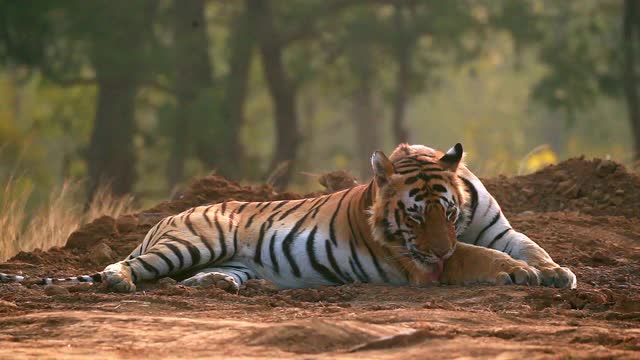 孟加拉虎在印度中部森林打哈欠和放松视频下载
