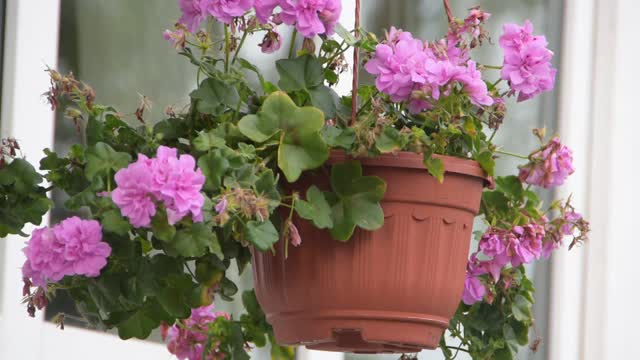 带花的花盆是用喷壶浇的视频素材