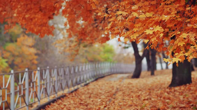 美丽的秋天公园在城市视频下载