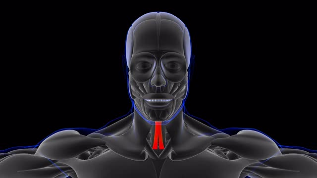 医学概念3D胸骨舌骨肌解剖视频下载