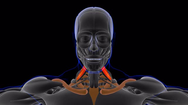 斜角肌解剖医学概念3D视频下载