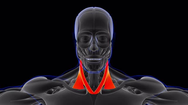胸锁乳突肌解剖医学概念3D视频下载