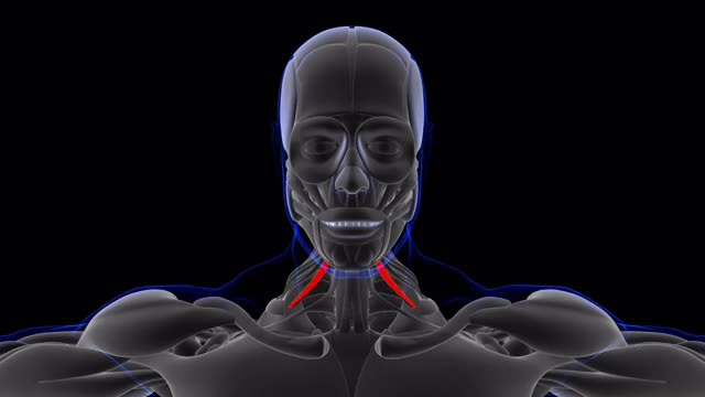 前斜角肌解剖学的医学概念3D视频下载