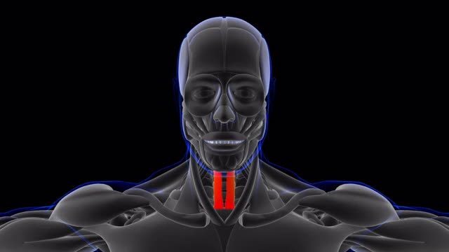 医学概念3D胸腺肌解剖视频下载