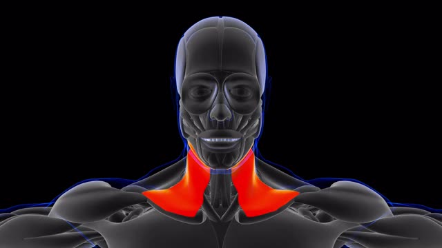 颈阔肌解剖医学概念3D视频下载