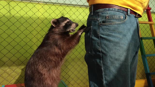 吃蟹浣熊在动物园偷游客的食物。视频下载