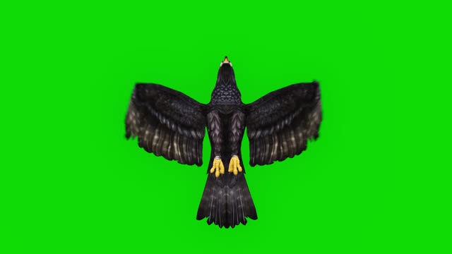 黑鹰在绿色屏幕上飞行的慢动作动画。概念动物、野生动物、游戏、返校、3d动画、短视频、电影、卡通、有机、色度键、角色动画、设计元素、可循环视频素材