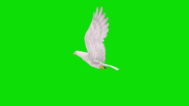 绿色屏幕上的白鹰飞行动画。概念动物、野生动物、游戏、返校、3d动画、短视频、电影、卡通、有机、色度键、角色动画、设计元素、可循环视频素材