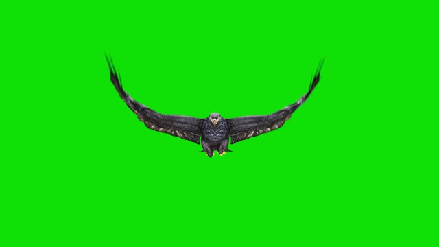 黑鹰在绿色屏幕上飞行的慢动作动画。概念动物、野生动物、游戏、返校、3d动画、短视频、电影、卡通、有机、色度键、角色动画、设计元素、可循环视频素材