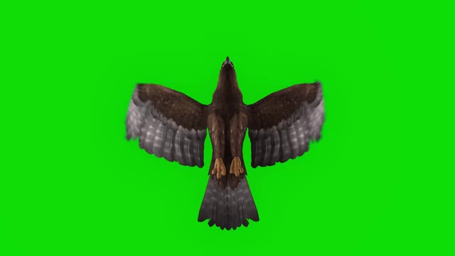 绿色屏幕上的鹰飞的慢动作动画。概念动物、野生动物、游戏、返校、3d动画、短视频、电影、卡通、有机、色度键、角色动画、设计元素、可循环视频素材