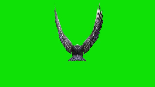 黑鹰在绿色屏幕上飞行的动画。概念动物、野生动物、游戏、返校、3d动画、短视频、电影、卡通、有机、色度键、角色动画、设计元素、可循环视频素材