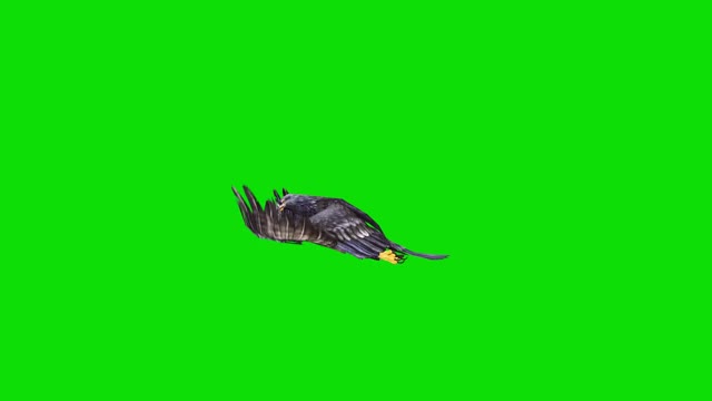 黑鹰在绿色屏幕上飞行的慢动作动画。概念动物、野生动物、游戏、返校、3d动画、短视频、电影、卡通、有机、色度键、角色动画、设计元素、可循环视频下载
