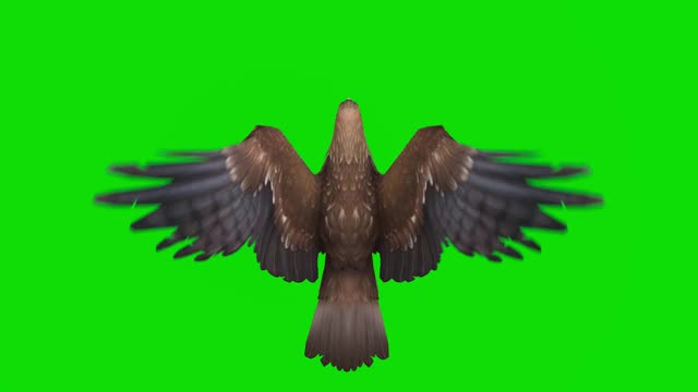 绿色屏幕上的鹰飞的慢动作动画。概念动物、野生动物、游戏、返校、3d动画、短视频、电影、卡通、有机、色度键、角色动画、设计元素、可循环视频下载