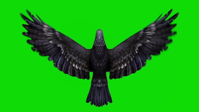 黑鹰在绿色屏幕上飞行的动画。概念动物、野生动物、游戏、返校、3d动画、短视频、电影、卡通、有机、色度键、角色动画、设计元素、可循环视频下载