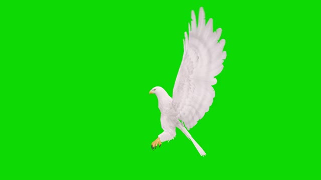 绿色屏幕上的白鹰飞行动画。概念动物、野生动物、游戏、返校、3d动画、短视频、电影、卡通、有机、色度键、角色动画、设计元素、可循环视频下载