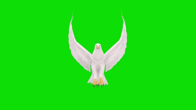 白色的鹰飞在绿色屏幕上的慢动作动画。概念动物、野生动物、游戏、返校、3d动画、短视频、电影、卡通、有机、色度键、角色动画、设计元素、可循环视频素材