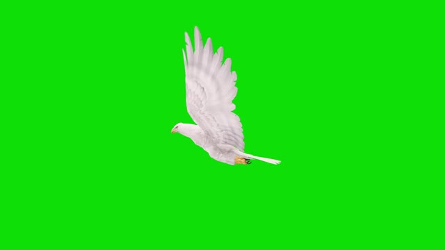 白色的鹰飞在绿色屏幕上的慢动作动画。概念动物、野生动物、游戏、返校、3d动画、短视频、电影、卡通、有机、色度键、角色动画、设计元素、可循环视频下载