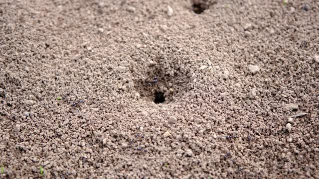 黑色的昆虫。成千上万的黑蚂蚁在干燥的地面上。沙漠中靠近蚁丘的蚂蚁。视频素材