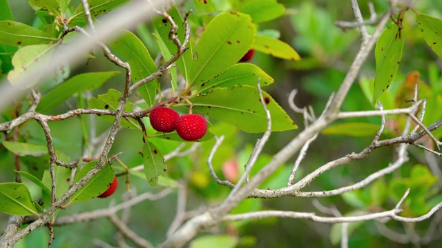 杨梅或草莓树。常绿乔木，有阔叶和像草莓一样的浆果。4 k视频素材