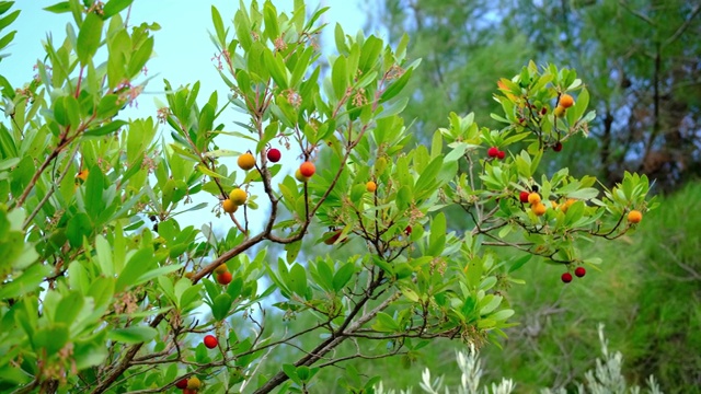 杨梅或草莓树。常绿乔木，有阔叶和像草莓一样的浆果。4 k视频素材