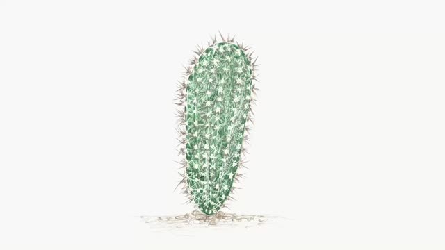 仙人球植物手绘草图视频素材