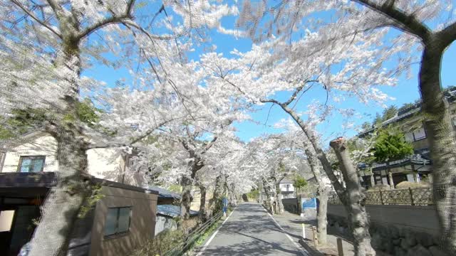 一排樱花，岩手，日本视频下载