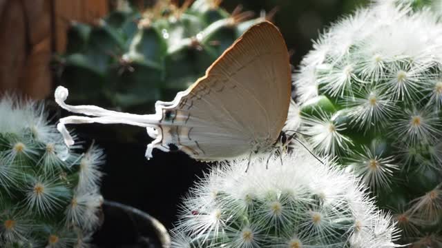仙人掌上的大白蝶视频素材