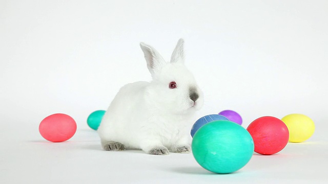 复活节兔子视频素材