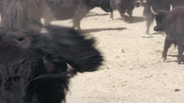 查卡·博特-雄性牦牛战斗/尼泊尔视频素材