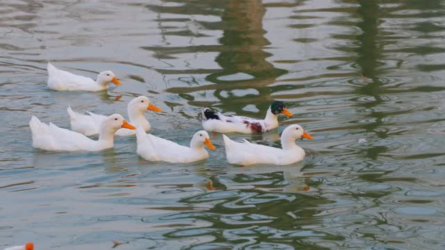一群鸭子在湖里游泳视频下载