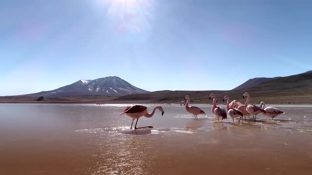 火烈鸟在玻利维亚高原的红湖(拉古纳科罗拉多湖)上扇动翅膀视频素材