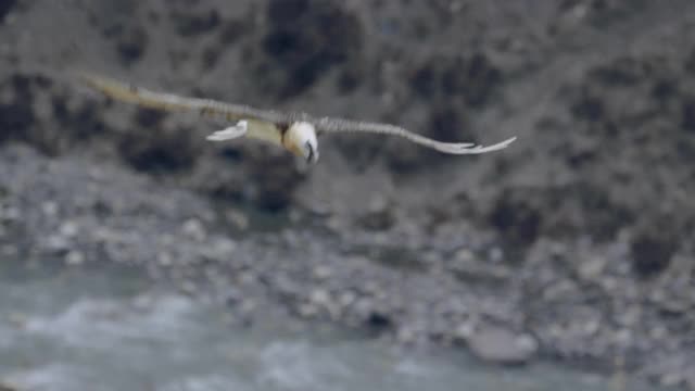 Chharka Bhot -飞鹰/尼泊尔视频素材