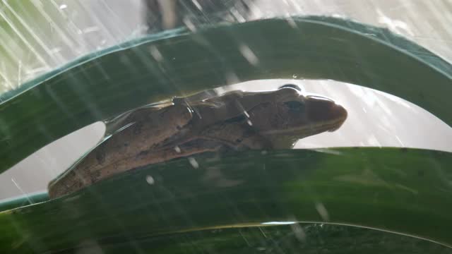 兰花上的青蛙和淋浴慢镜头视频下载