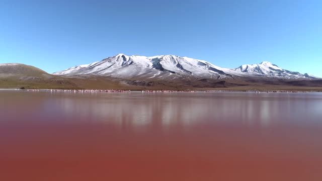 一群火烈鸟在红湖(拉古纳科罗拉多)在高原/玻利维亚视频素材