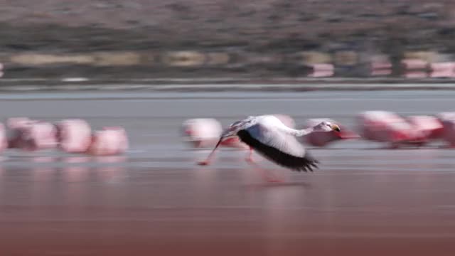 火烈鸟飞上红色的湖(拉古纳科罗拉多)在高原/玻利维亚视频素材