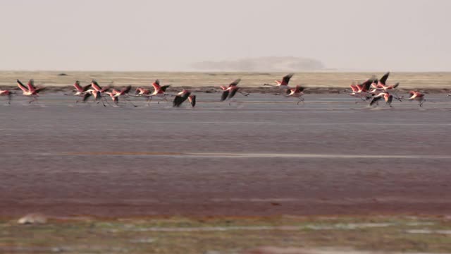 一群火烈鸟飞上红色的湖(拉古纳科罗拉多)在高原/玻利维亚视频素材