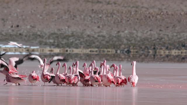 火烈鸟飞上红色的湖(拉古纳科罗拉多)在高原/玻利维亚视频素材