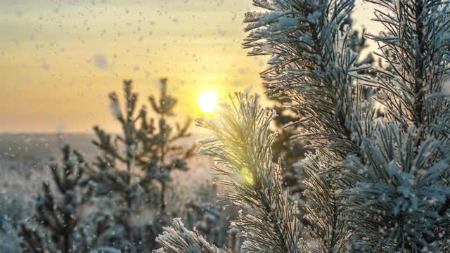 雪花飘落自然森林树木景观白色阳光冬日心情。光和明亮的雪寒冷的时间，视频循环，cinemagraph。视频循环视频素材