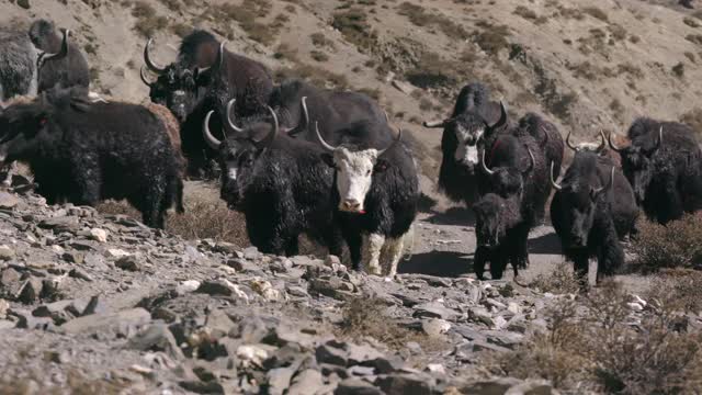 Chharka Bhot -行走和移动的牦牛群/尼泊尔视频素材