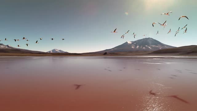 一群火烈鸟在玻利维亚高原的红湖(拉古纳科罗拉多)上空飞翔视频素材