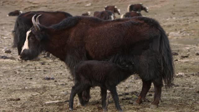 查卡·博特-母牛吮吸婴儿牦牛/尼泊尔视频素材