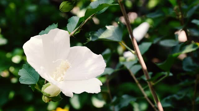 花园里盛开着白色的花视频素材
